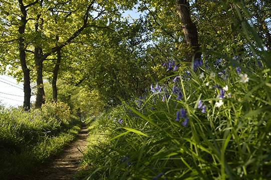 Sentier de randonnée de la Marne