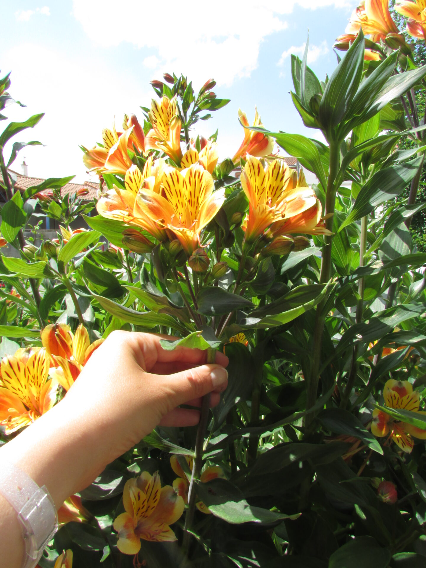 Photo de fleurs Boussay