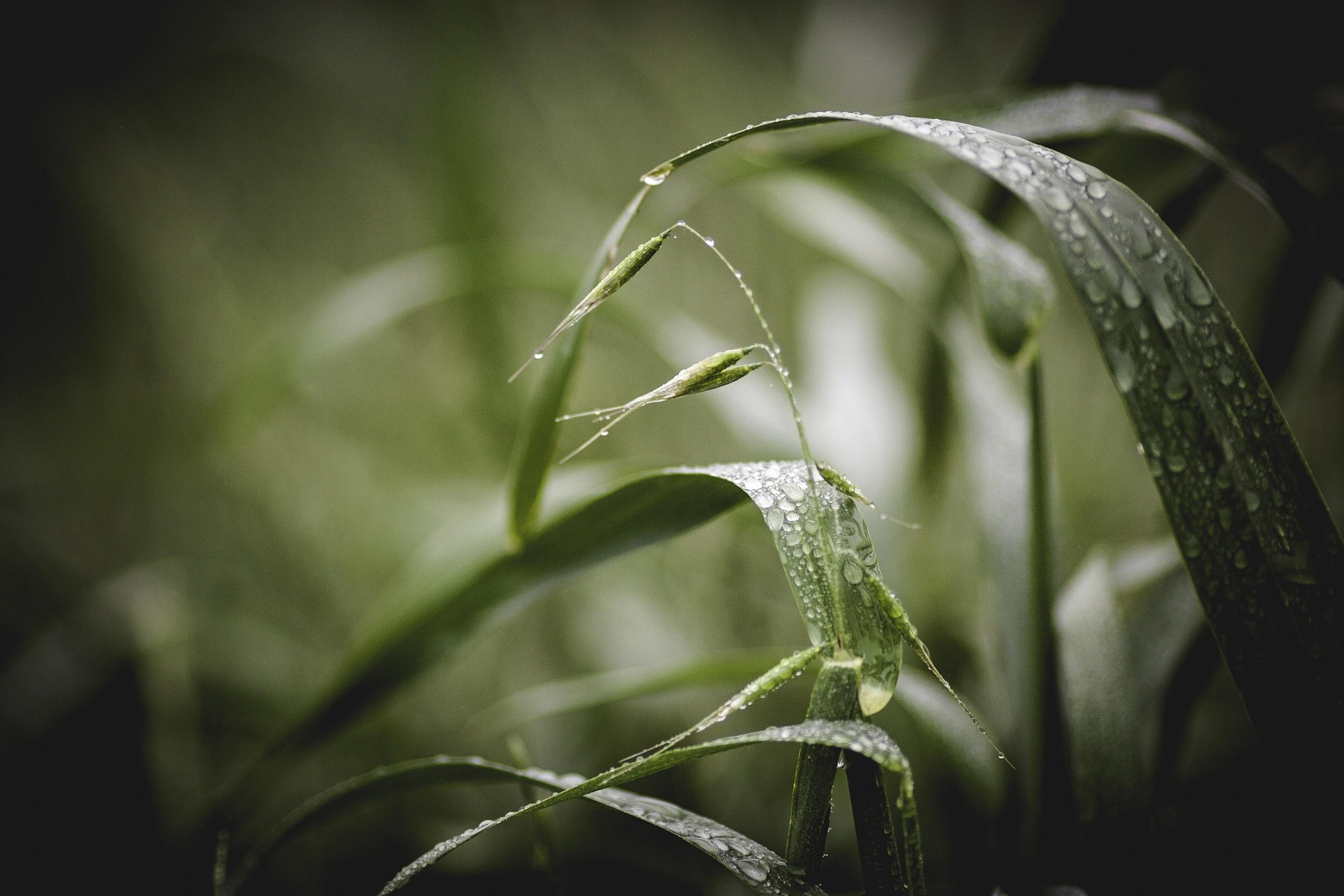 Eau sur l'herbe, champ, agriculture